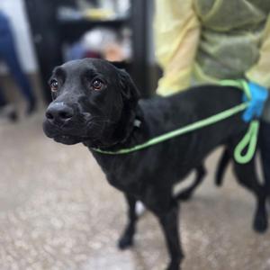 Roro, Retriever, Black Labrador, adult, available for adoption
