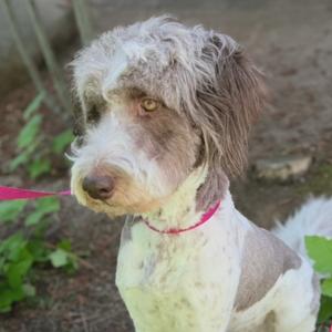 A fluffy dog with a white and brown coat, wearing a pink collar, standing outdoors with greenery in the background.
