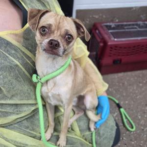 Arrow, Pug, adult, available for adoption