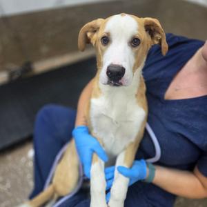 Hush, Retriever, puppy, available for adoption