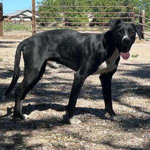 Solace, Collie, Border, adult, available for adoption