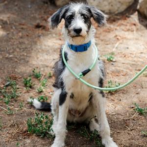 Hamster, Poodle, Standard, adult, available for adoption