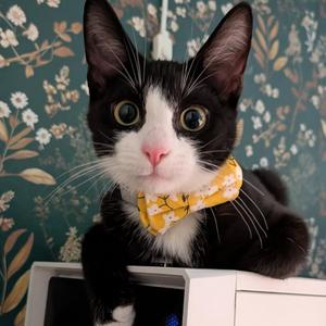 Blake, kitten, available for adoption