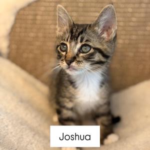 A tabby kitten with green eyes sitting on a soft surface, with the name "Joshua" written below it.