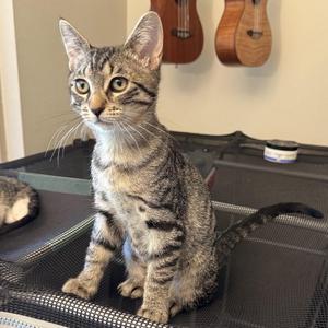 Buster, kitten, available for adoption