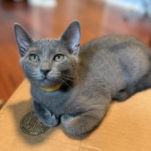 Cosmo, kitten, available for adoption