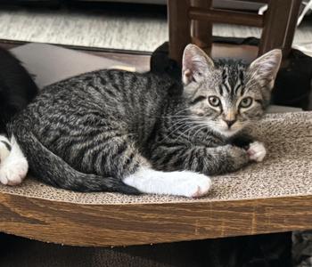 Aspen, kitten, available for adoption