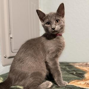 A gray cat with a red collar sitting on a patterned surface.