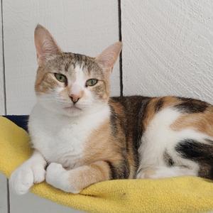Makenzie, adult, available for adoption