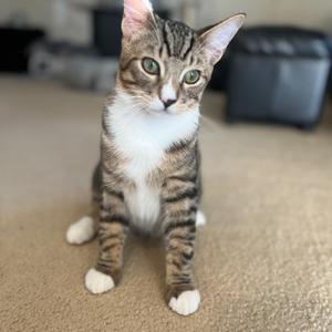 A tabby cat with white paws and chest sitting on a carpeted floor.