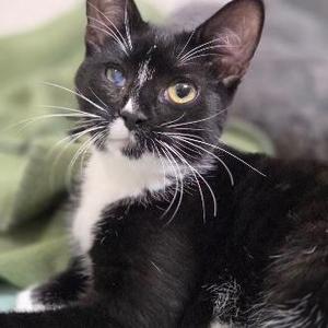 Birdhouse, kitten, available for adoption