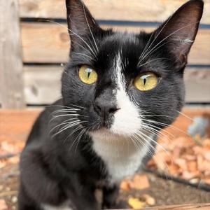 Durango (Bonded to Dodge), young, available for adoption