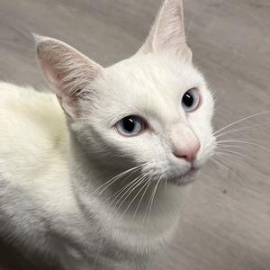 A white cat with blue eyes looking directly at the camera.