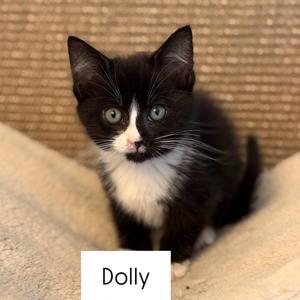 Dolly, kitten, available for adoption