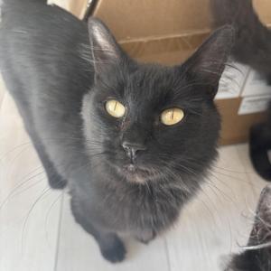 A black cat with yellow eyes looking up at the camera.