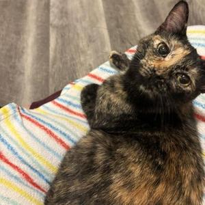 Flicker, young, available for adoption