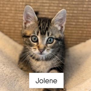 Jolene, kitten, available for adoption