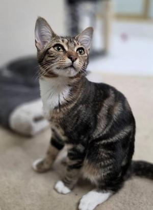 Constantinople, kitten, available for adoption