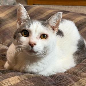 Lady, adult, available for adoption