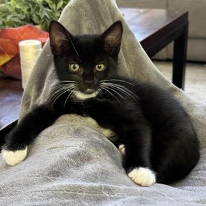 Alder, kitten, available for adoption