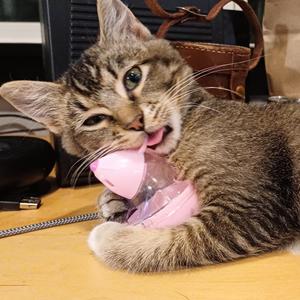 Chiptole, kitten, available for adoption