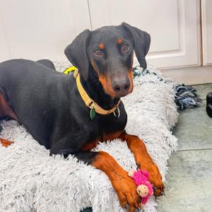 Dante 3623, Doberman Pinscher, young, available for adoption