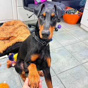 Jax 3609, Doberman Pinscher, young, available for adoption