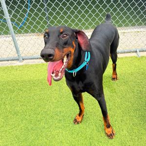 Champion 3610, Doberman Pinscher, adult, available for adoption