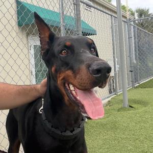 Kaiser 3402, Doberman Pinscher, adult, available for adoption