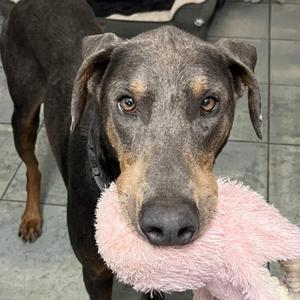 Rex 3424, Doberman Pinscher, adult, available for adoption