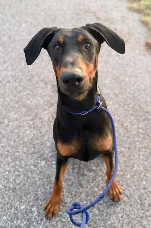 Rocco 3514, Doberman Pinscher, young, available for adoption