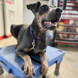 Baron 3515, Doberman Pinscher, young, available for adoption