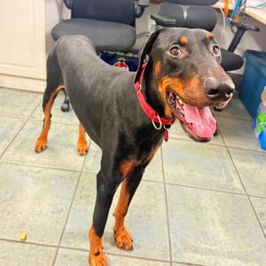 Cowboy 3624, Doberman Pinscher, young, available for adoption