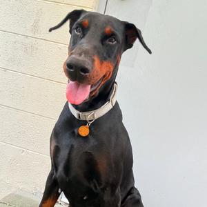 A black and tan Doberman Pinscher dog looking directly at the camera with its tongue sticking out, wearing a collar with a tag.
