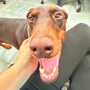 Kali 3621, Doberman Pinscher, young, available for adoption