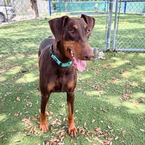 A brown and black dog with a blue collar standing on grass in a fenced area.