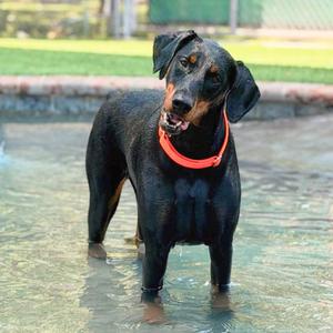 Dona 3589, Doberman Pinscher, young, available for adoption