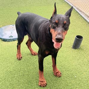 Creed 3632, Doberman Pinscher, young, available for adoption