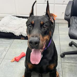 Apollo 3634, Doberman Pinscher, young, available for adoption