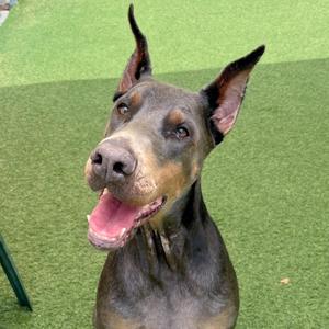A Doberman dog with a black and tan coat, standing on a green artificial turf surface. The dog has pointed ears, a long snout, and is panting with its mouth open, showing its teeth and tongue. Its eyes are alert and focused forward.
