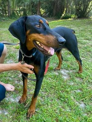 Lola 3574, Doberman Pinscher, young, available for adoption