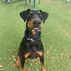 A black and tan dog with floppy ears and a black collar sitting on green artificial turf.
