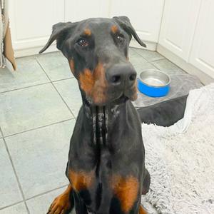 Thor 3604, Doberman Pinscher, young, available for adoption
