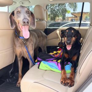 Cleo 3587, Doberman Pinscher, senior, available for adoption