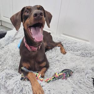 A brown and black dog with floppy ears and a pink tongue is lying on a gray, fluffy blanket. The dog is wearing a pink collar and has a colorful rope toy in front of it.