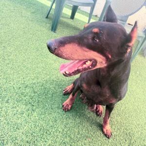 A brown and black Doberman Pinscher dog sitting on a green artificial grass surface.