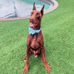 A brown Doberman Pinscher sitting on green grass with a blue bowtie, near a pool.