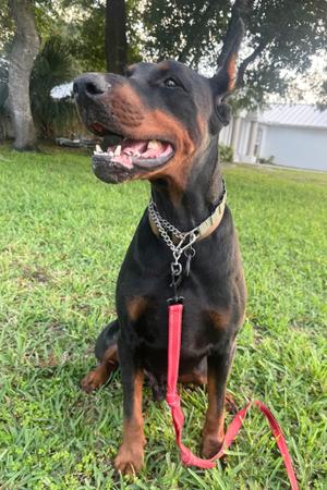 Dallas 3555, Doberman Pinscher, adult, available for adoption