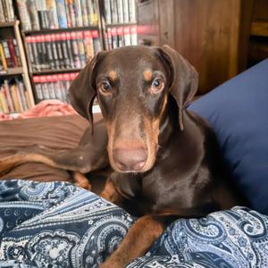 Legend 3603, Doberman Pinscher, young, available for adoption