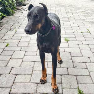 Lee 3596, Doberman Pinscher, young, available for adoption